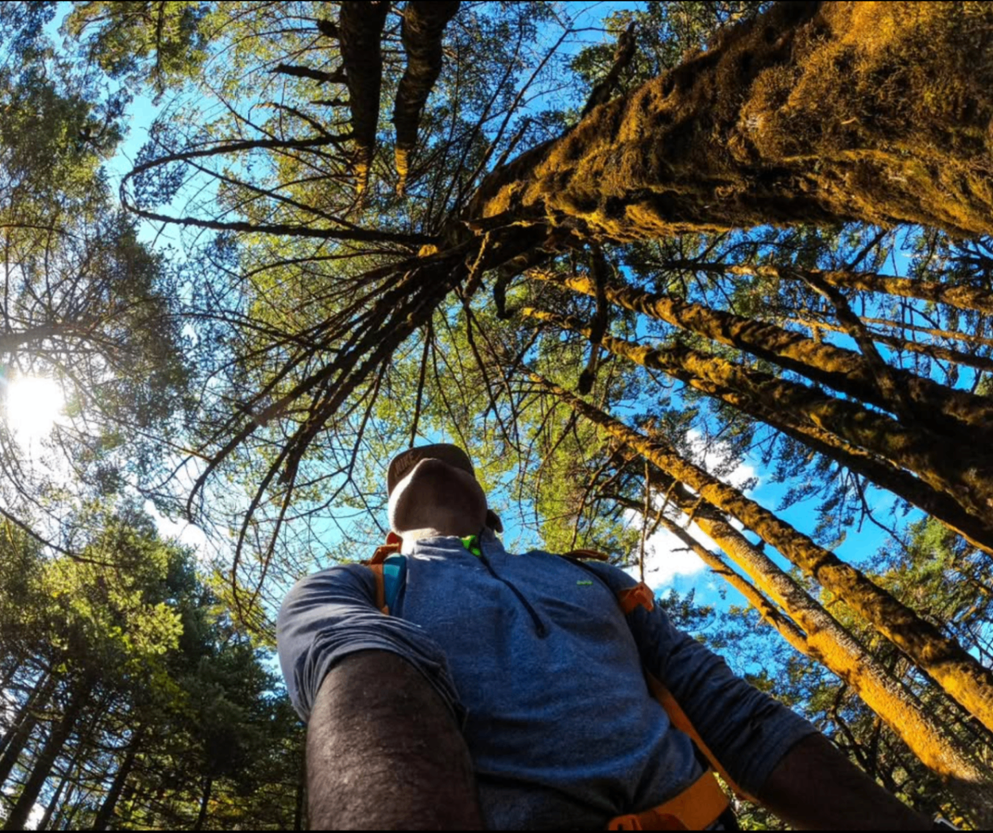 Looking up into a forest canopy